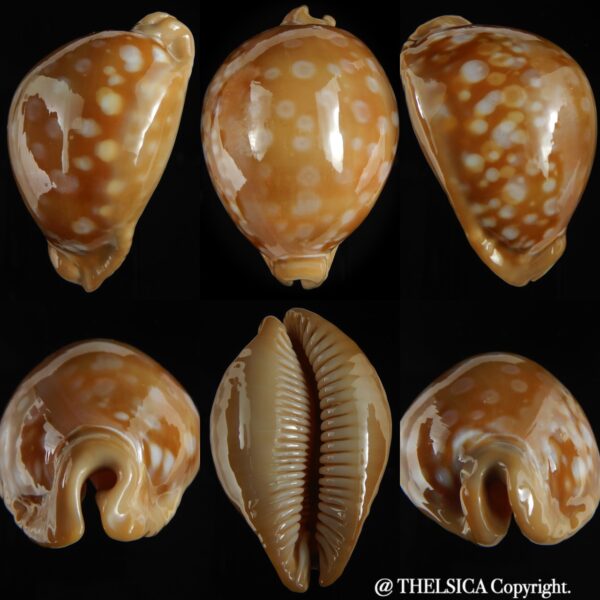 Callistocypraea leucodon escotoi ... Big Size ... 77.72 mm Gem-0