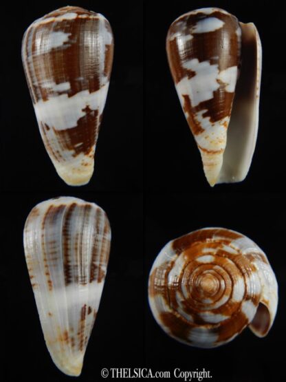 Chelyconus ermineus .. Big size... 67.28 mm Gem-0