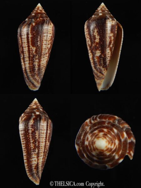 Conasprella (Ximeniconus) mahogani .. Giant.. 44.24 mm Gem-0