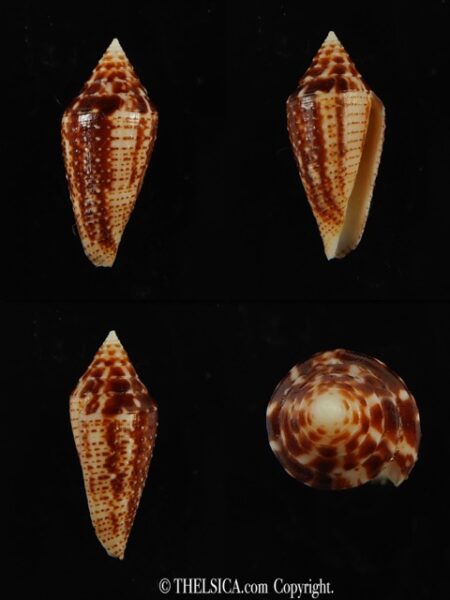 Conasprella (Ximeniconus) mahogani .. 24.19 mm Gem-0