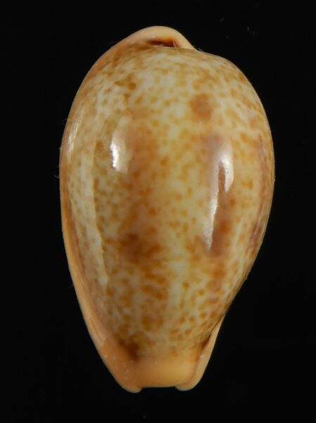Contradusta bregeriana bregeriana 22.16 mm Gem-68567