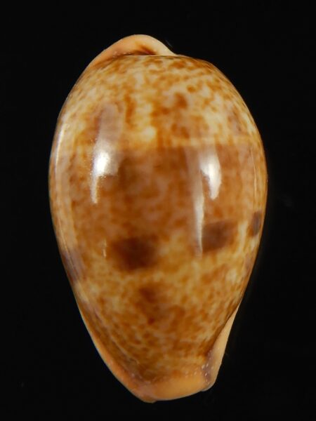Contradusta bregeriana bregeriana 23.72 mm Gem-68579
