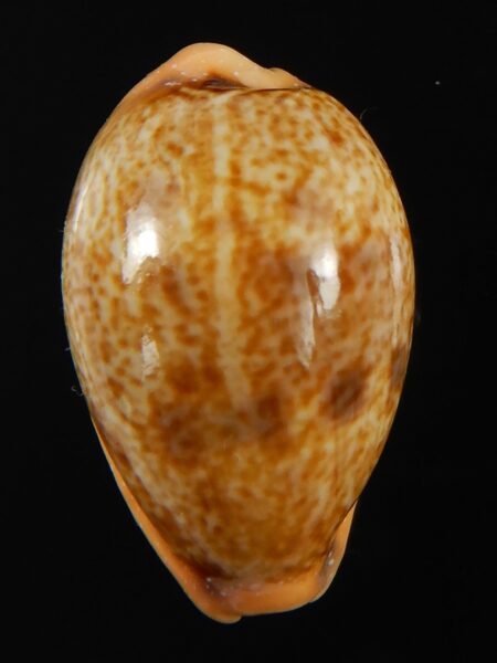 Contradusta bregeriana bregeriana 24.06 mm Gem-68607