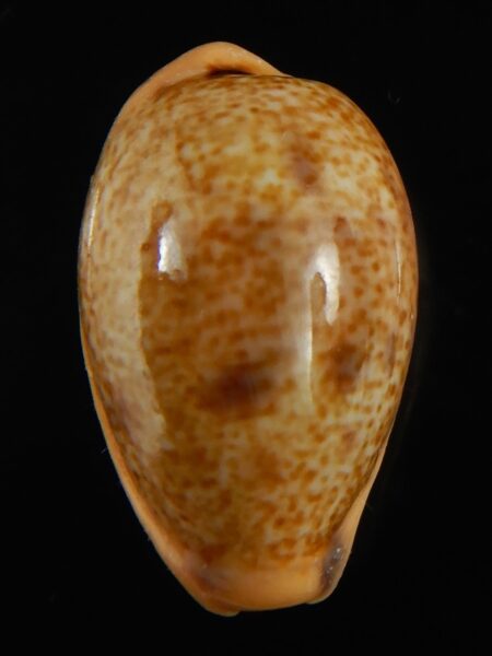 Contradusta bregeriana bregeriana 24.10 mm Gem-68593