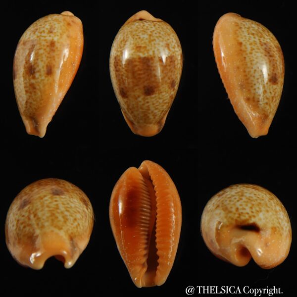 Contradusta bregeriana bregeriana 26.66 mm Gem-0