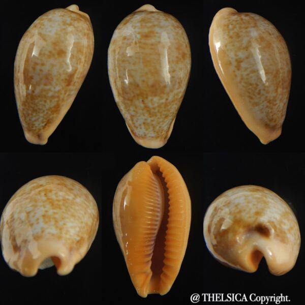 Contradusta bregeriana bregeriana ... GIANT ... 33.80 mm Gem -0