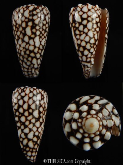 Conus marmoreus crosseanus 44.69 mm Gem-0