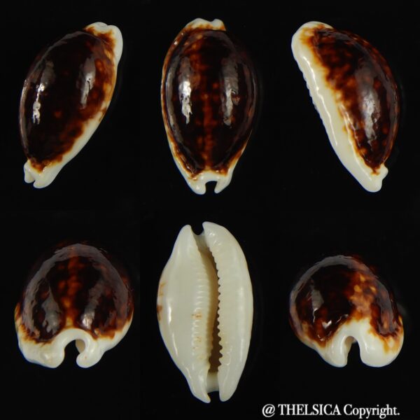 Cribrarula cribraria zadela N&R 22.16 mm Gem-0