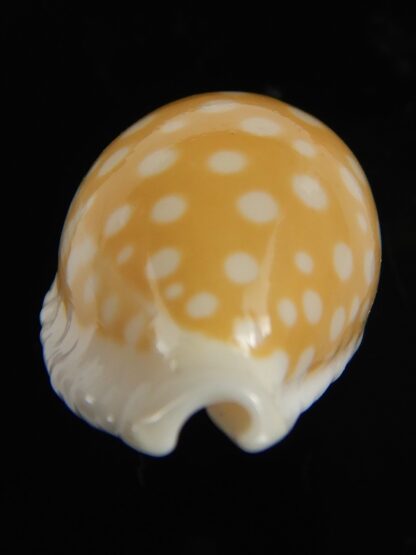 Cribrarula fallax antonellae 31.40 mm Gem -68377