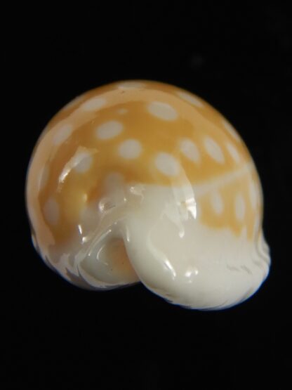 Cribrarula fallax antonellae 31.40 mm Gem -68378