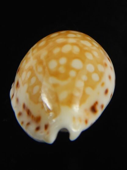 Cribrarula gaskoini gaskoini .. 22.11 mm Gem -68954