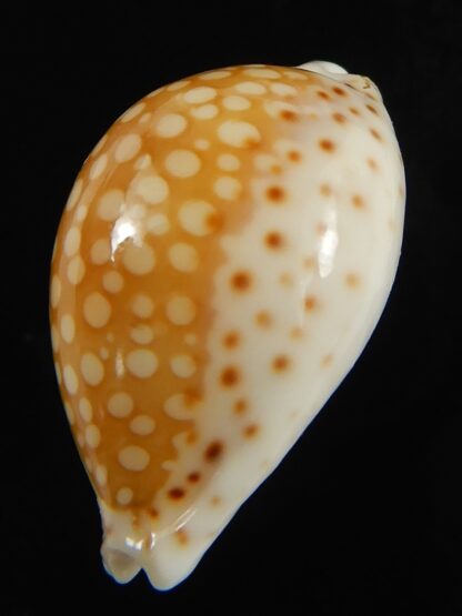 Cribrarula gaskoini gaskoini .. 22.17 mm Gem-68967