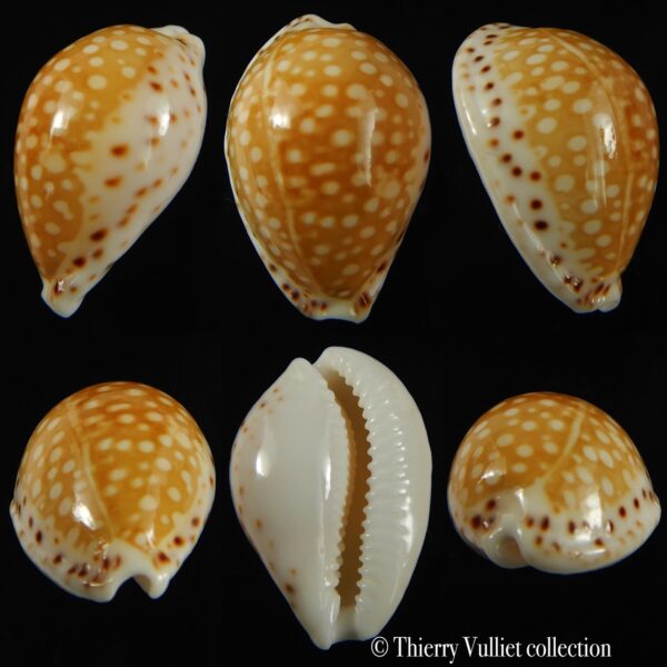 Cribrarula gaskoini gaskoini .Big size .... 23.26 mm Gem-0
