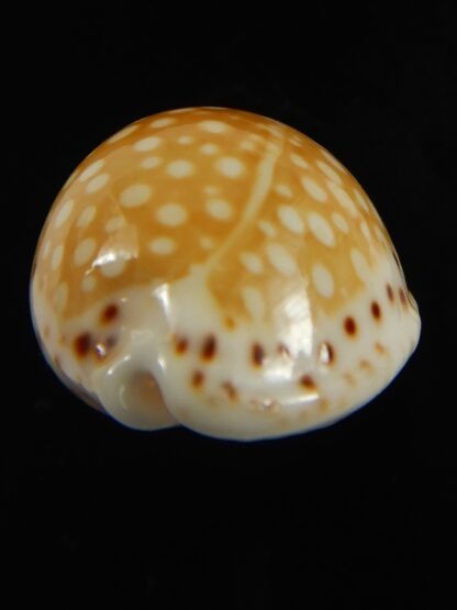 Cribrarula gaskoini gaskoini .Big size .... 23.26 mm Gem-68999