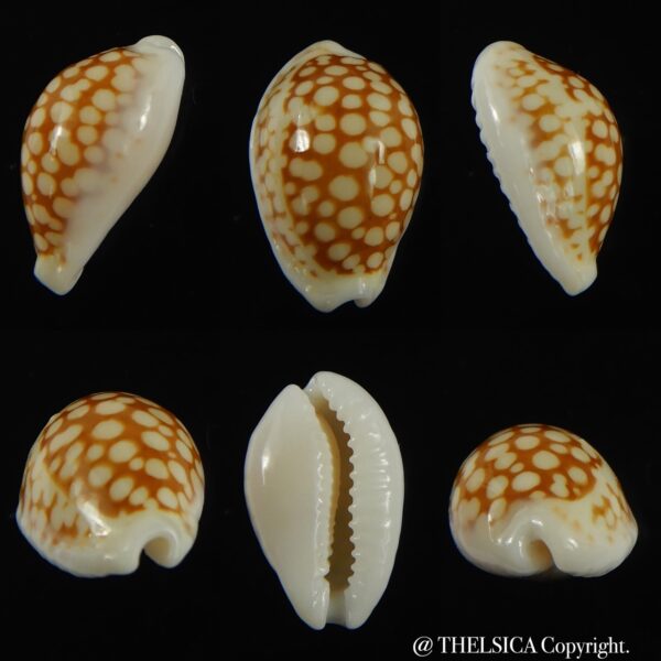 Cribrarula comma toliaraensis 16.76 mm Gem-0