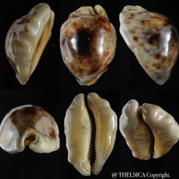Cypraea tigris... GERONTIQUE... 91.24 mm F+++/Gem -0