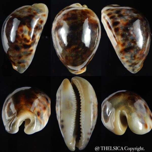 Cypraea tigris ... Rostrate ... 87.46 mm Gem-0