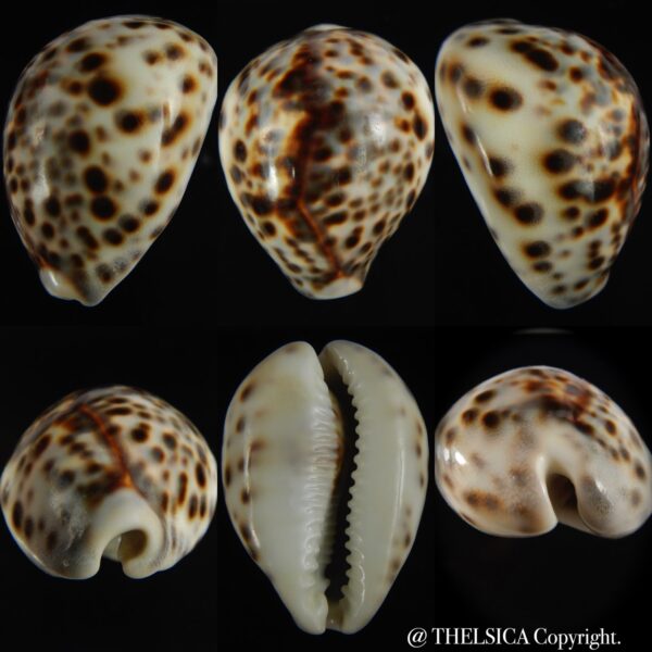 Cypraea tigris tigris ...DWARF... 51.45 mm F+++/Gem-0