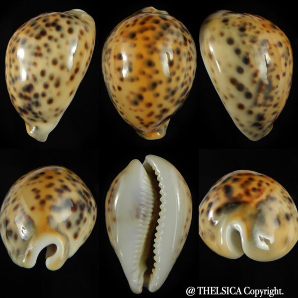 Cypraea tigris pardalis incana 83.96 mm F+++/Gem-0