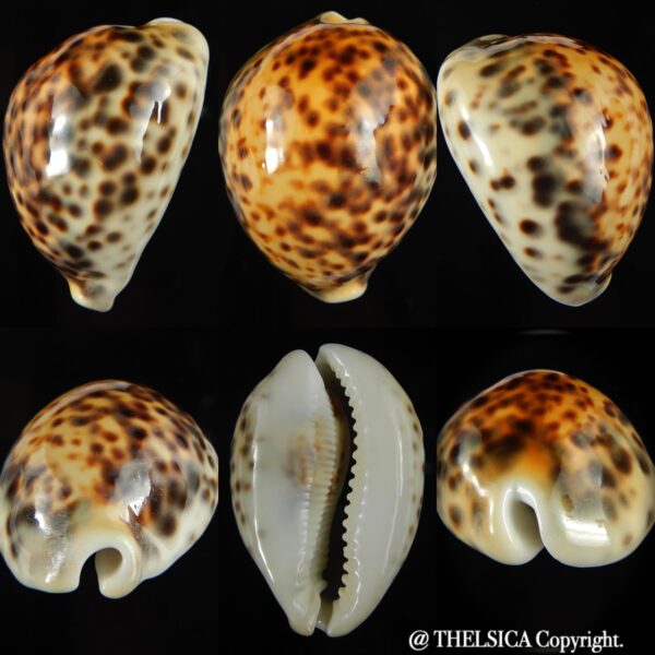 Cypraea tigris pardalis incana 85.40 mm F+++/Gem -0