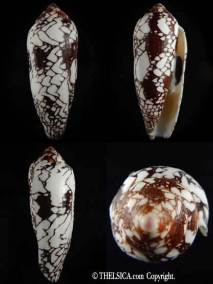 Darioconus episcopatus 105.09 mm Gem-0