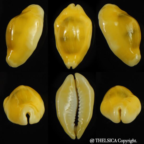 Monetaria moneta N&R 28.10 mm Gem (-)-0