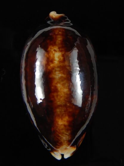 Mauritia eglantina eglantina N&R 57,74 mm Gem-68361