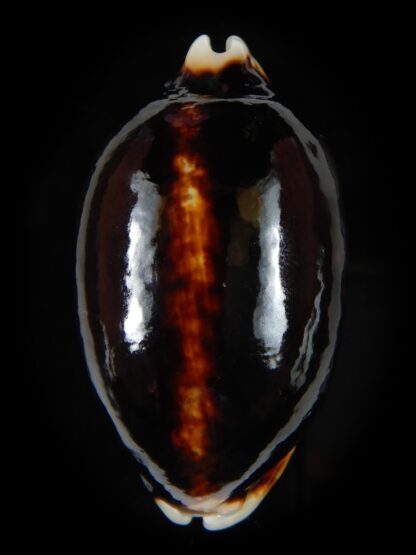 Mauritia eglantina eglantina N&R 59,66 mm Gem-68333