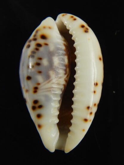 Palmadusta diluculum " Pembaeensis" 28.92 mm Gem-68899