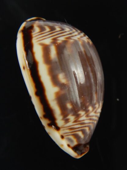Palmadusta diluculum " Pembaeensis" 28.92 mm Gem-68904