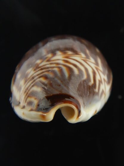 Palmadusta diluculum " Pembaeensis" 28.92 mm Gem-68902