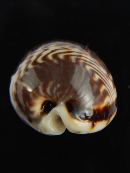 Palmadusta diluculum " Pembaeensis" 28.92 mm Gem-68905