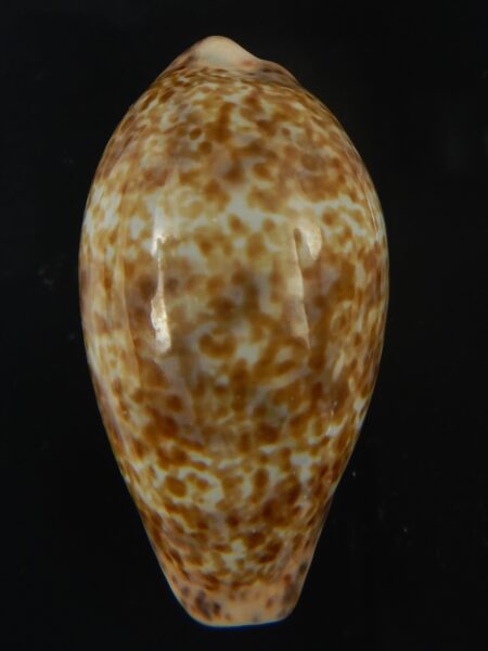Pseudozonaria annettae annettae 42.85 mm Gem -68926