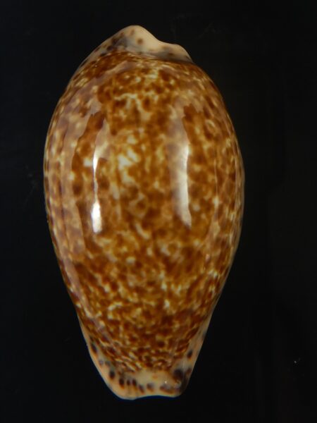 Pseudozonaria annettae annettae 38,79 mm Gem-68911