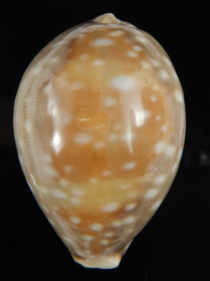 Lyncina vitellus..Big size 67.38 mm F+++/Gem-68539