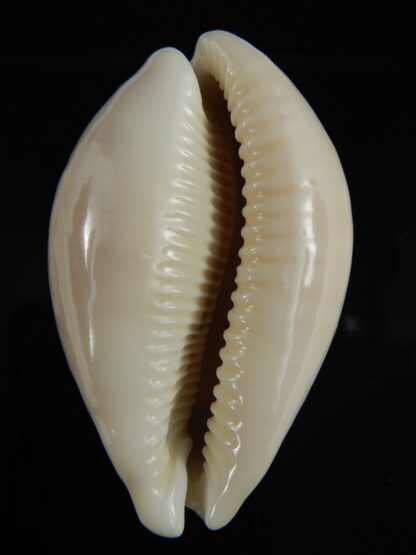 Lyncina vitellus..Big size 67.38 mm F+++/Gem-68541