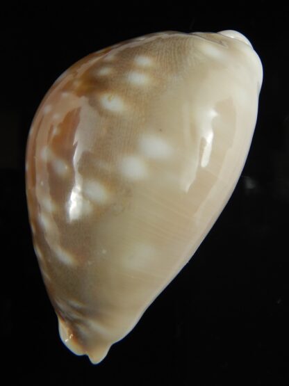 Lyncina vitellus..Big size 67.38 mm F+++/Gem-68543