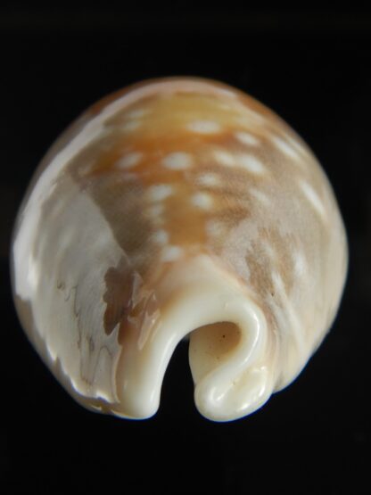 Lyncina vitellus..Big size 67.38 mm F+++/Gem-68545