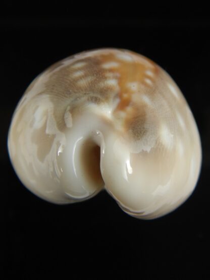 Lyncina vitellus..Big size 67.38 mm F+++/Gem-68542