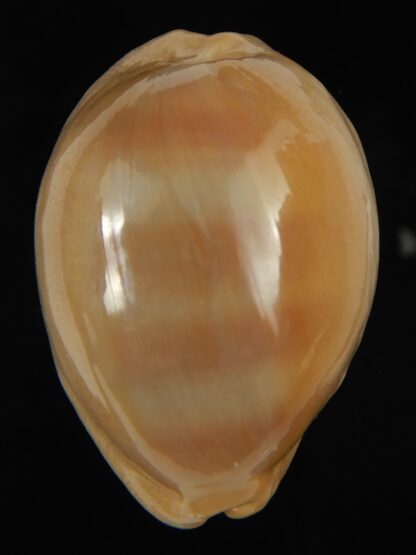 Lyncina sulcidentata 49.16 mm Gem-68388