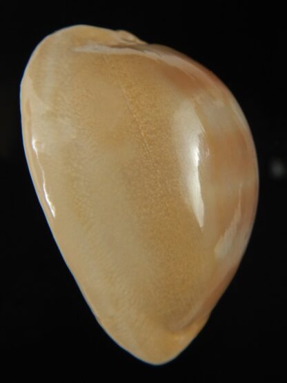 Lyncina sulcidentata 49.16 mm Gem-68390