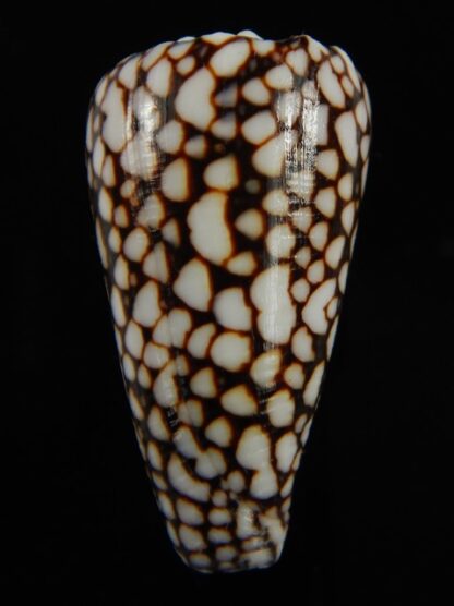 Conus marmoreus crosseanus 44.69 mm Gem-68420