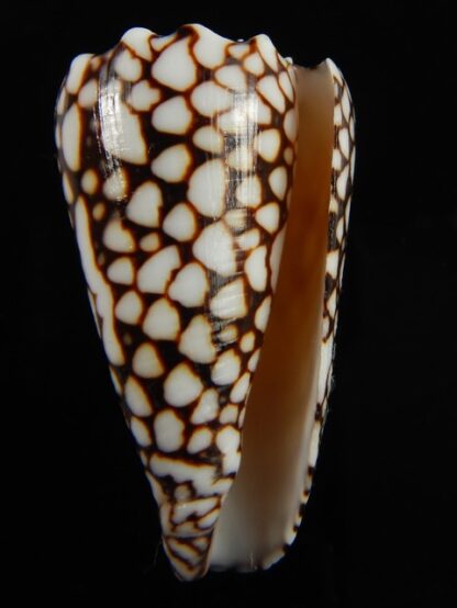 Conus marmoreus crosseanus 44.69 mm Gem-68421