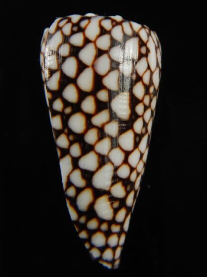 Conus marmoreus crosseanus 44.69 mm Gem-68422