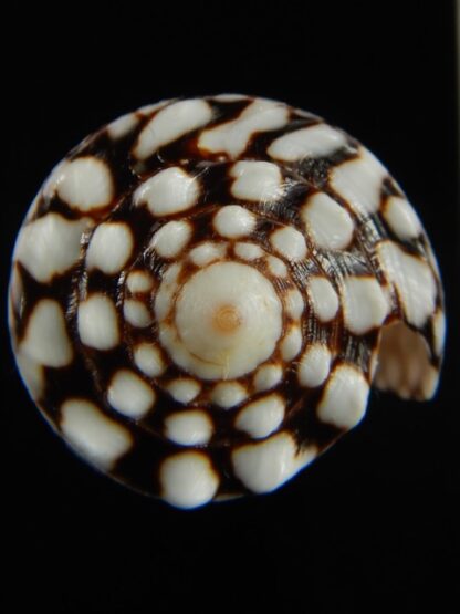 Conus marmoreus crosseanus 44.69 mm Gem-68424