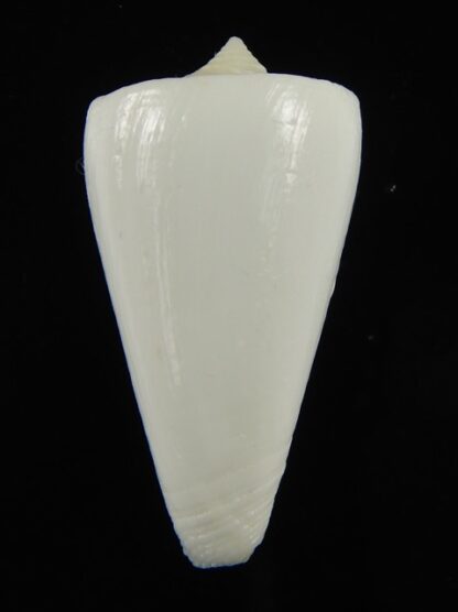 Splinoconus reductaspiralis thevenardensis 35.27 mm Gem-68455