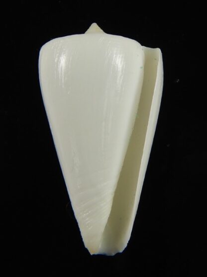 Splinoconus reductaspiralis thevenardensis 35.27 mm Gem-68456