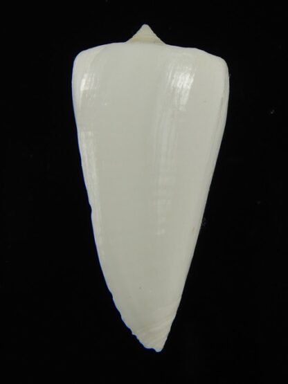 Splinoconus reductaspiralis thevenardensis 35.27 mm Gem-68458