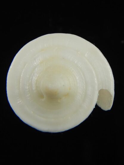 Splinoconus reductaspiralis thevenardensis 35.27 mm Gem-68457