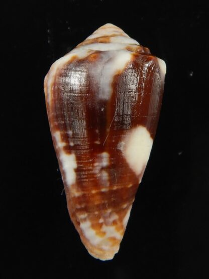 Phasmoconus exiguus cabritii 29.92 mm Gem (-)-68430